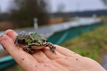 Frosch auf Amphibienwanderung am Krötenzaun
