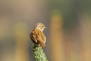 Dunnock (Prunella modularis)
