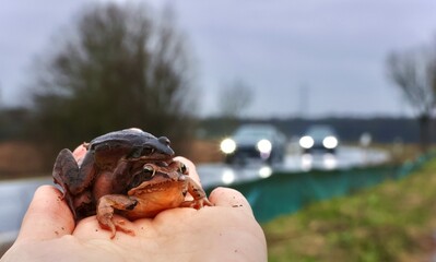 Krötenwanderung am Amphibienzaun im Frühjahr, Amphibien Paar auf Landstraße mit Autos