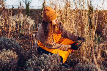 Spring garden cleanup. Woman cutting back perennial ornamental grasses. Gardener pruning panicum...