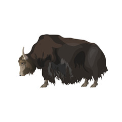 Domestic yak. Side view. Vector illustration isolated on white background