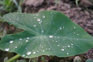 Several water droplets on the taro leaf