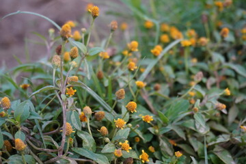 Fototapeta premium Close-up of tiny yellow flowers of paracress or electric daisy. 