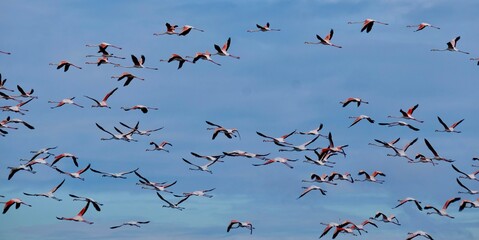 Flamingos in the Ria Formosa Natural Park, Olhão, Algarve, Portugal