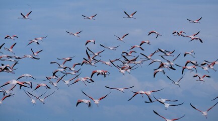 Flamingos in the Ria Formosa Natural Park, Olhão, Algarve, Portugal