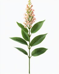 Elegant floral sprig with delicate pink blossoms and vibrant green leaves on a clean white background studio shot botanical beauty