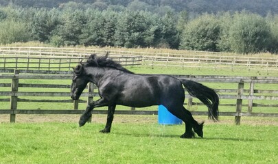 horse galloping 