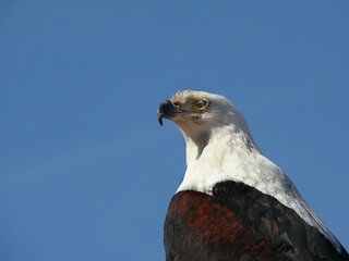Adler