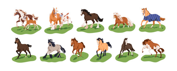 Fototapeta premium Horses running, galloping, trotting, walking and frolicking outdoors, set. Thoroughbred stallions in dynamic poses. Equine animals in movement. Flat vector illustration isolated on white background