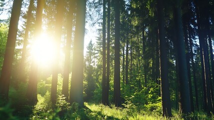 Fototapeta premium Bright sunlight filtering through tall trees in a lush green forest creating a tranquil and magical atmosphere : Generative AI