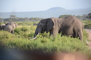 Elephant