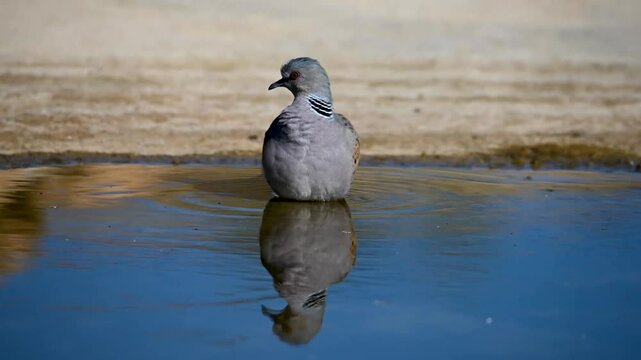 Streptopelia turtur standing in shallow water with ripples