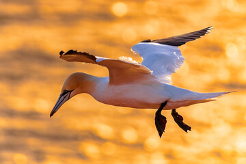 Norther Gannet flying over the sea at golden hour, illuminated by the sun at sunset. Seabird in flight. 