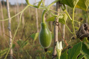 A tiny bottle gourd is hanging from its plant 