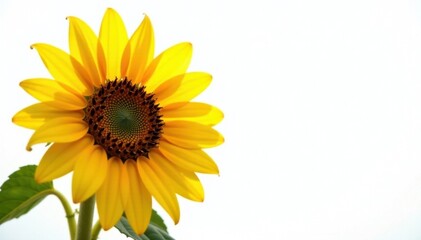 Obraz premium Sunlit sunflower showcasing abundant seeds against pure white, seed, plant