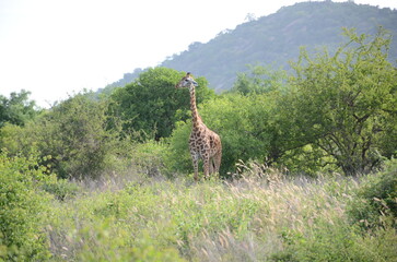 Fototapeta premium Giraffe