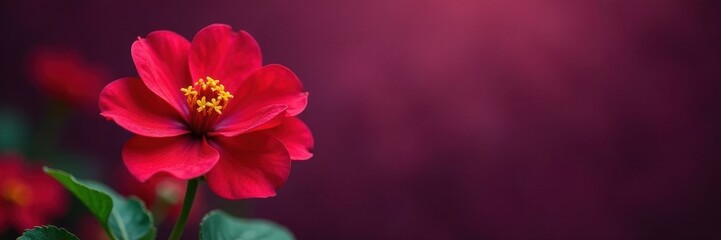 Fototapeta premium Vibrant red portulaca blooms against deep purple , background, vibrant