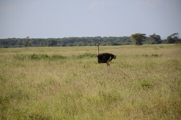 Ostrich