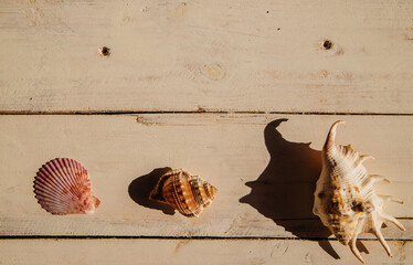 A composition of shells in the shade against a white wood background in a rustic style, showing coastal elements and a summer atmosphere.