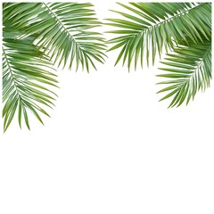 Fototapeta premium A frame of vibrant palm leaves against a plain white background. The tropical foliage creates a minimalist design perfect for decorative or design purposes. 