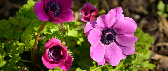Bannière de fleurs d'anémone coronaire rose à différents stades de floraison