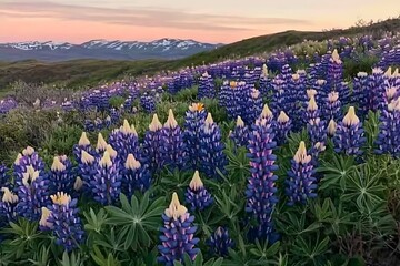 Fototapeta premium Beautiful field of colorful flowers with dramatic mountains rising in the distance under blue sky