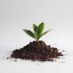 Young Green Sprouts Growing in Sunlit Soil