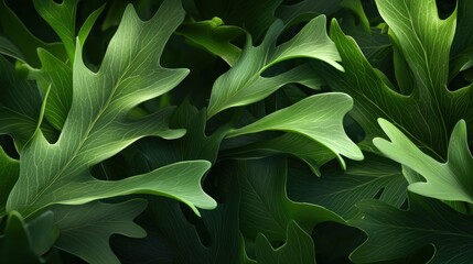 Lush green fern leaves, close-up, natural background, sunlit