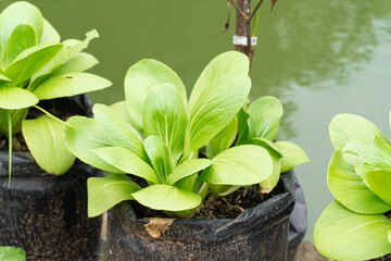 Pakcoy plants grow well in polybags and are ready to be harvested.