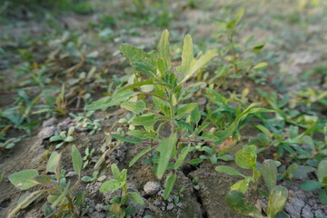 Young goosefoot seedlings are sprouted from the soil 