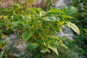 Amaranthus spinosus, commonly known as spiny amaranth