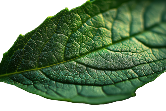 Cresh mint leaf close up, showcasing vibrant green texture, PNG, isolated on transparent background.