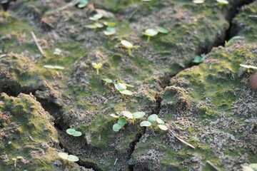 Obraz premium Tiny seedlings on the cracked field covered with moss