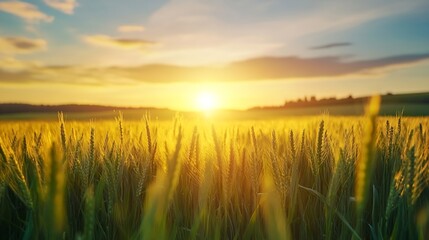 Fototapeta premium Beautiful golden wheat field at sunset with vibrant sky and soft warm light : Generative AI