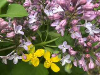 Purple lilacs with bright yellow flowers. Springtime nature details.