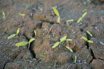 Tiny seedlings on the cracked field in close up 