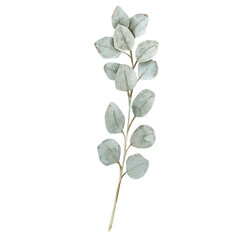 Watercolor illustration with branch of silver eucalyptus of savage green color. Can be used on fabrics and paper products and other. 