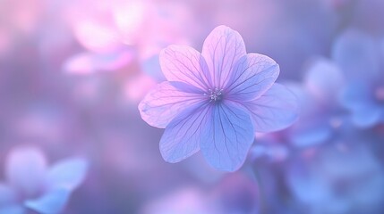 A close-up of a delicate purple flower, softly illuminated, creating a dreamy and tranquil atmosphere.