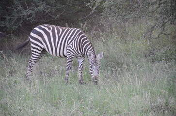 Zebra in Tsavo East
