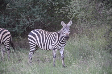 Zebra in Tsavo East
