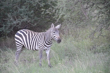 Zebra in Tsavo East