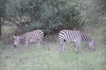 Zebra in Tsavo East