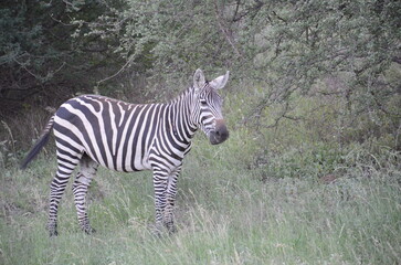 Zebra in Tsavo East