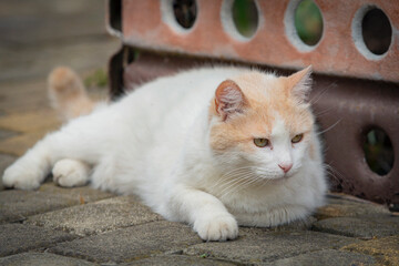 A white cat of the breed (Turkish van) lies in close-up on a paving stone on a summer day.