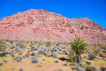 Red Rock Formation and Yucca at Kraft Mountain Nevada Eye-Level View