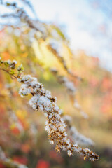 autumn leaves in the forest