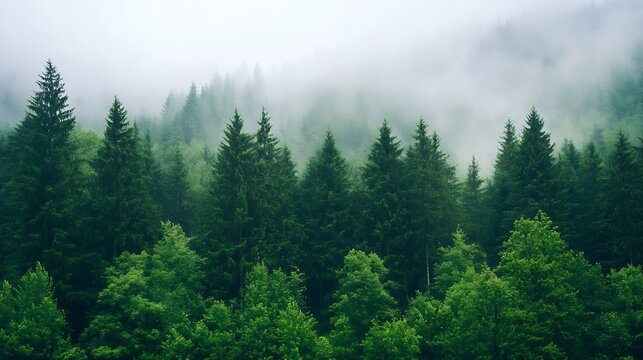 Fototapeta Misty forest landscape showcasing lush green trees shrouded in fog creating a mystical aura : Generative AI