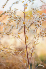 autumn leaves in the wind