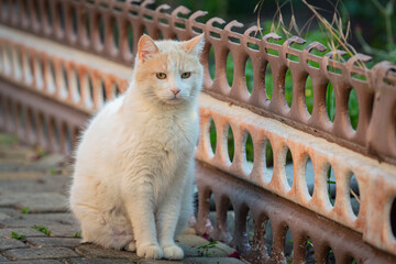 Close-up of a Turkish Van cat sitting in a courtyard on a summer day.