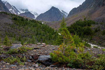 Obraz premium Beautiful mountain valley with green forest and high peaks. Summer landscape with big rocks and mountain river. 
